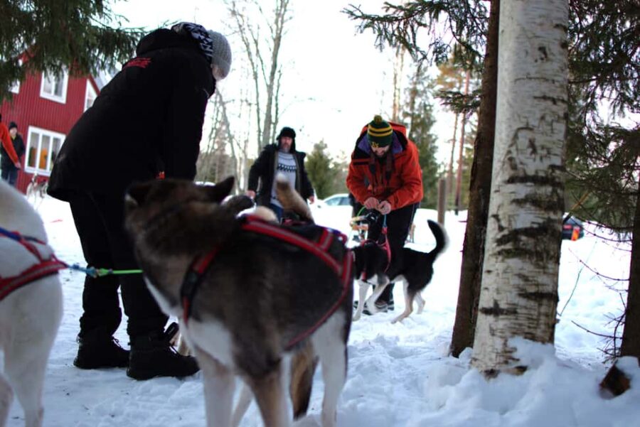 Luleå: Guided Dog Sledding Tour - Starting Point and Meeting Details in Ale