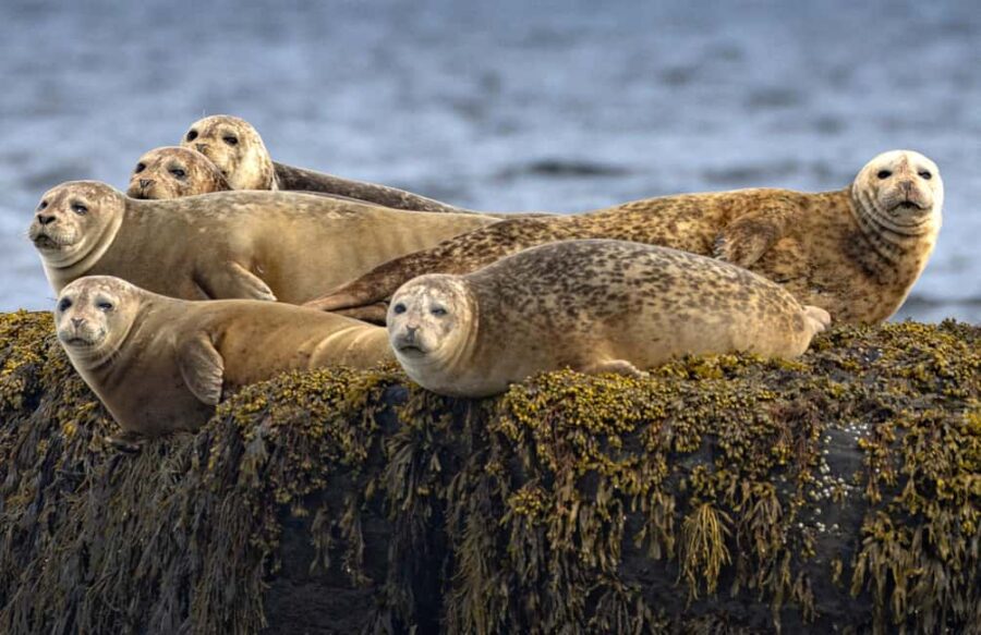 Lunenburg: Zodiac Wildlife Tour with Naturalist Guide - Starting Point at Ransom’s Lunenburg Retreat