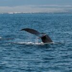 Luxury Catamaran Whale Watch - Guides and Crew: Knowledgeable and Attentive