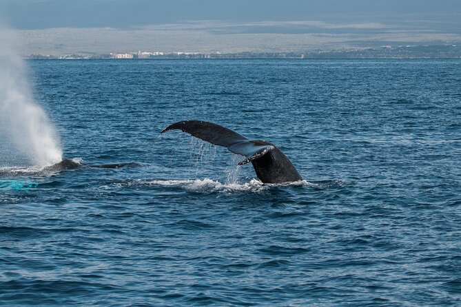 Luxury Catamaran Whale Watch - Guides and Crew: Knowledgeable and Attentive
