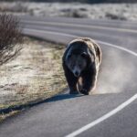 Luxury Private Grand Teton National Park Full-Day Tour - What’s Included in the Price?