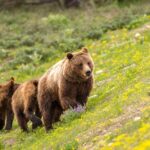 Luxury Private Half-Day Grand Teton National Park Tour - The Stops and What You Will See