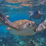 Luxury Sailing & Snorkeling Experience from Riviera Maya - The French-Made Catamaran: Comfort and Style on the Water