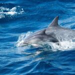 Luxury Whale Watching: Fewer People, Extra Speed, Expert Staff - The 360-Degree Viewing Walk-Around Deck