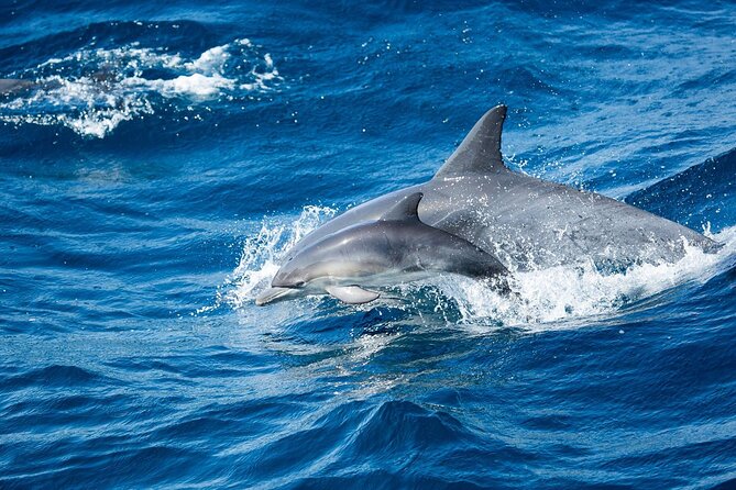 Luxury Whale Watching: Fewer People, Extra Speed, Expert Staff - The 360-Degree Viewing Walk-Around Deck