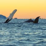 Luxury Whale Watching From Tromso - Small group and local guide - Searching for Whales in Their Natural Arctic Habitat