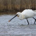 Lymington Wildlife Discovery Walk - From the Seawall to the Ancient Highway: The Route Details