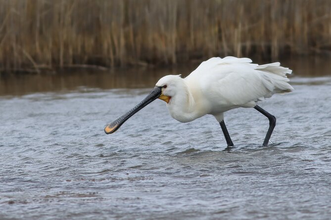 Lymington Wildlife Discovery Walk - From the Seawall to the Ancient Highway: The Route Details