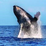 Maalaea: Small Group 2-Hour Whale Watch Experience - Starting Point and Group Size for a Personal Experience