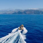 Madeira Dolphin & Whale Watching Tour - The Wild Encounters: Dolphins, Whales, and Sharks