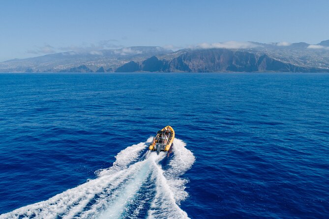 Madeira Dolphin & Whale Watching Tour - The Wild Encounters: Dolphins, Whales, and Sharks