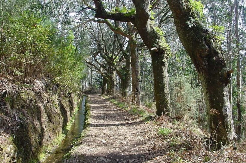 Madeira: Levada Paradise Valley Scenic Walk - How the Tour Begins: Convenient Pickup in Camacha