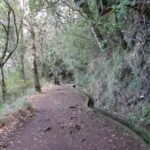 Madeira: Private 1.5-Kilometer Levada dos Balcões Hike PR11 - Starting in Ribeiro Frio: The Gateway to Madeira’s Lush Forests