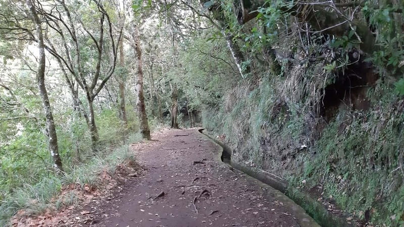 Madeira: Private 1.5-Kilometer Levada dos Balcões Hike PR11 - Starting in Ribeiro Frio: The Gateway to Madeira’s Lush Forests