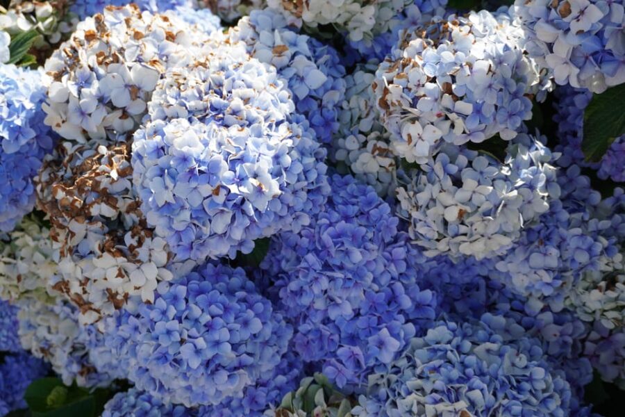 Madeira Private Premium Eco-Friendly Tour in Electric Car - Starting Point in Madeira: Your Private Guide and Electric Car