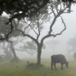 Madeira Westside Achadas da Cruz, Porto Moniz, Seixal and Fanal - Porto Moniz’s Natural Sea Pools and Volcanic Formations