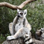 Madrid: Faunia Entry Ticket - Faunia’s 15 Themed Areas and Ecosystems in Madrid