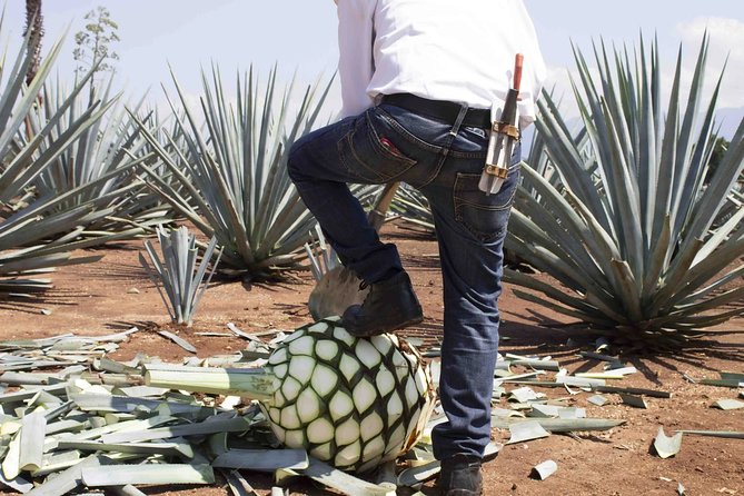 Magic Town Tequila and Agave Fields - Visiting a Tequila Distillery: From Plant to Bottle