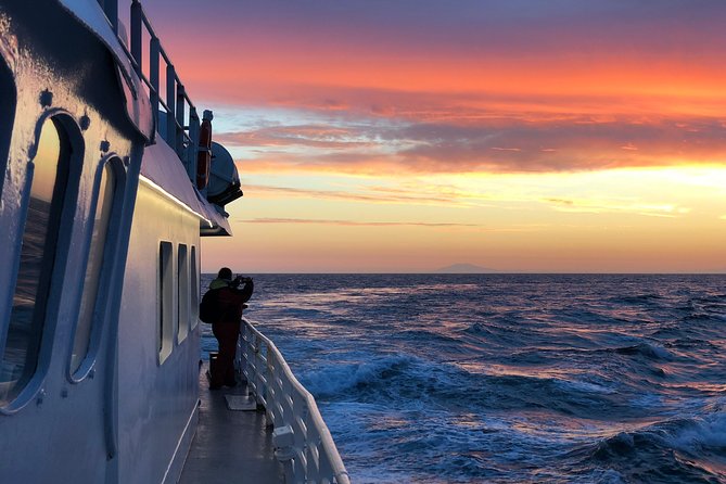 Magical Whales in the Midnight Sun | from Reykjavik - The Comfort and Practicality of the Boat and Facilities