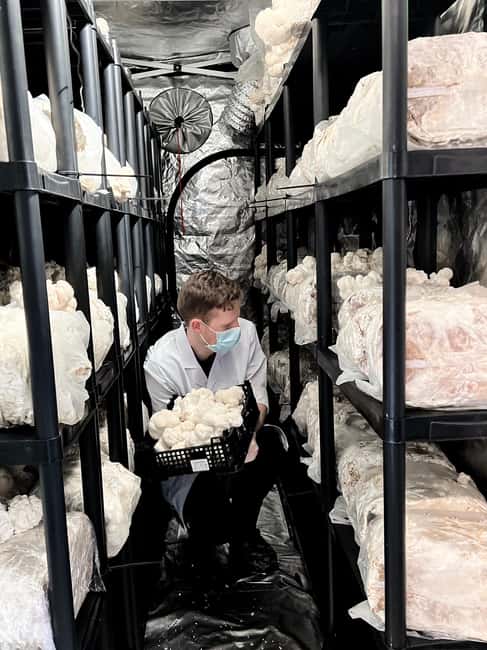 Makars Mushroom Farm Summerhall Tour with DIY Block Making - Discover Fungi in Edinburgh with a Budget-Friendly Mushroom Farm Tour