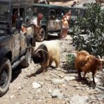 MALIA: East Crete Famous Places (Family and Child Friendly) - Discovering Spinalonga and Elounda’s Coastal Charm