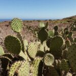 Malibu: Vintage VW Sightseeing Tour and Wine Tasting - Starting Point at Santa Monica Pier in a Vintage Van