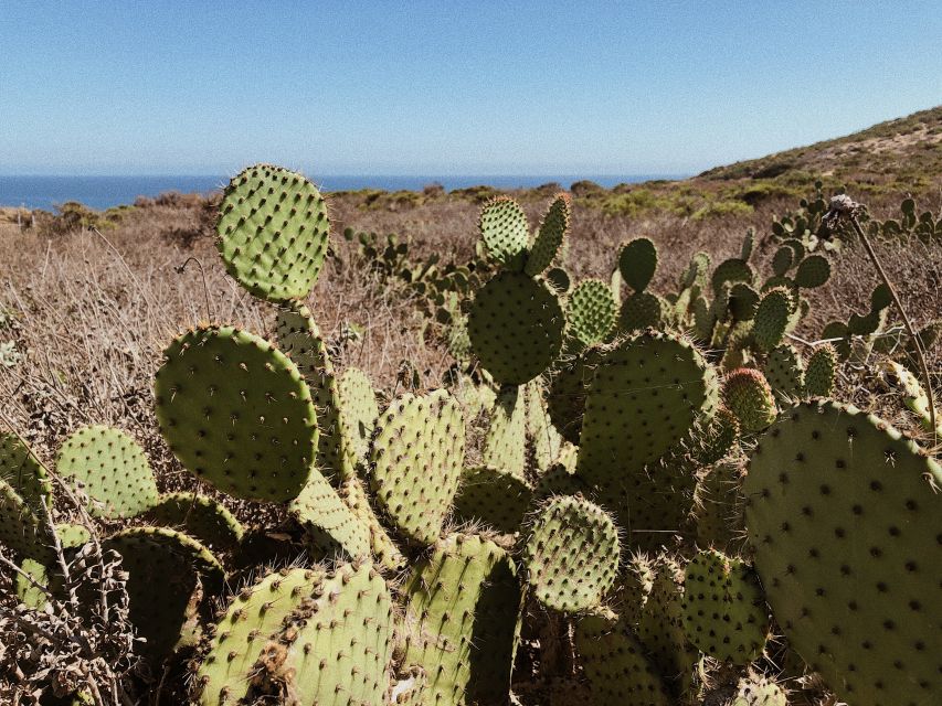 Malibu: Vintage VW Sightseeing Tour and Wine Tasting - Starting Point at Santa Monica Pier in a Vintage Van