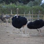 Mallorca: Artestruz - Ostrich Farm Ticket Entrance - Meeting Point at Free Parking Area