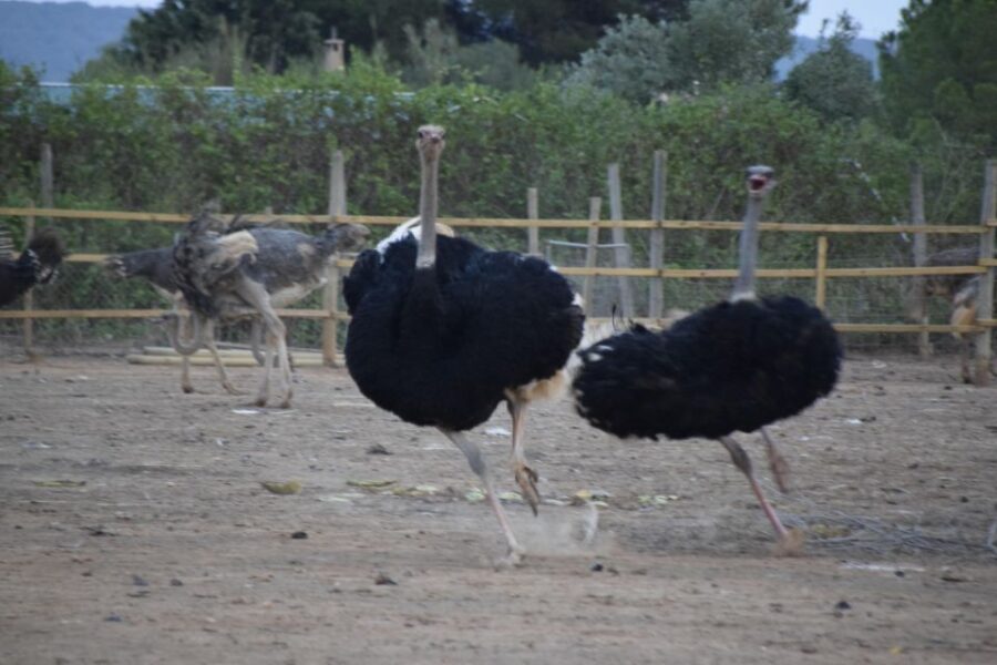 Mallorca: Artestruz - Ostrich Farm Ticket Entrance - Meeting Point at Free Parking Area