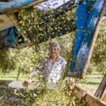 Mallorca: Bodega & Olives Minibustour with wine/oil tasting - Discovering Mallorca’s Olive Oil Production at Tafona Mills