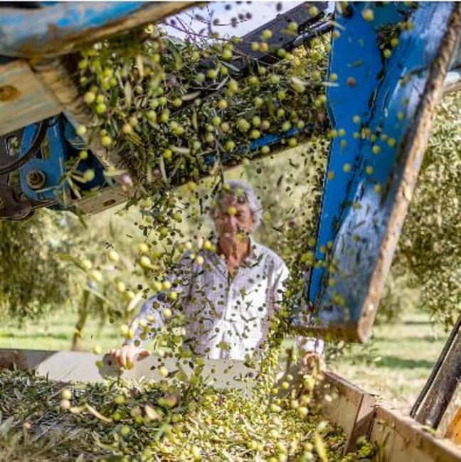 Mallorca: Bodega & Olives Minibustour with wine/oil tasting - Discovering Mallorca’s Olive Oil Production at Tafona Mills
