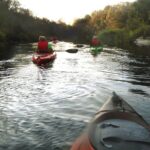 Manatee and Dolphin Kayaking Encounter - What Makes the Guided Experience Stand Out