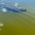 Manatee and Nature Tour of Ormond Beach - Starting Point and Meeting Arrangements in Ormond Beach