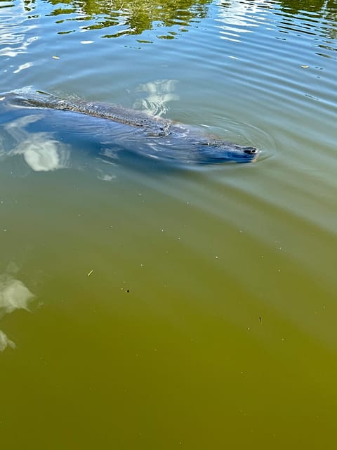 Manatee and Nature Tour of Ormond Beach - Starting Point and Meeting Arrangements in Ormond Beach