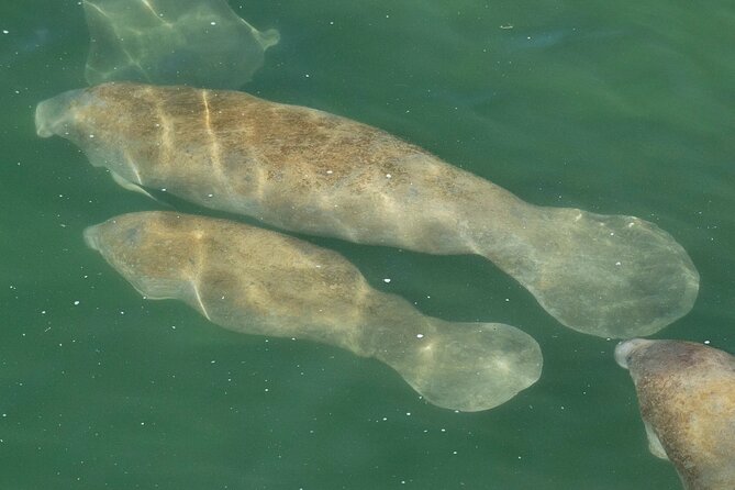 Manatee Discovery Anna Maria Island - Starting Point at Bradenton Beach and the Use of Tandem Kayaks