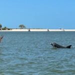 Manatee, Dolphin, and 10,000 Islands Eco Beach Tour by Boat - Navigating the Everglades’ Faka Union Canal