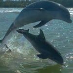 Manatee, Dolphin and 10,000 Islands Sunset Cruise! - Exploring Everglades National Park by Boat