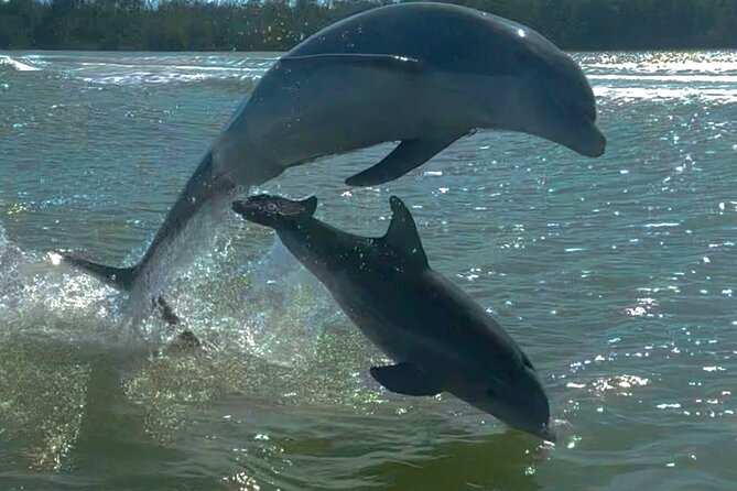 Manatee, Dolphin and 10,000 Islands Sunset Cruise! - Exploring Everglades National Park by Boat