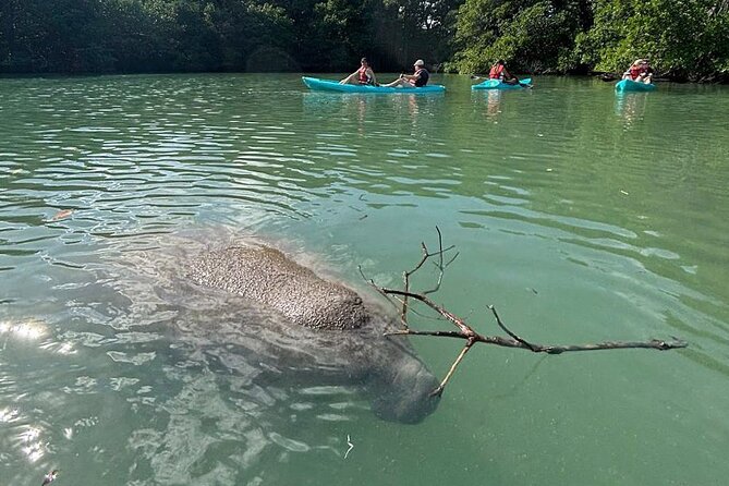 Manatee Season Guided Paddle Tour from Virginia Key - Scenic Spots Including Lamar Lake, Biscayne Bay, and the Atlantic Coast