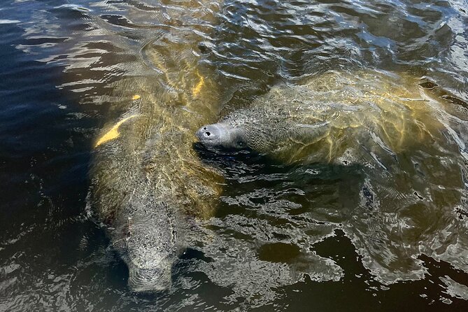 Manatee Sightseeing and Wildlife Boat Tour - The Departure Point at Port of the Islands Marina