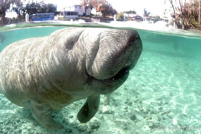 Manatee Snorkel Tour - Small Group - Exploring Three Sisters Springs and Crystal River Wildlife Refuge