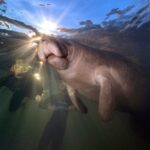 Manatee Swim Tour with In Water Photographer - The Vessel: Certified Boats for Safe Viewing