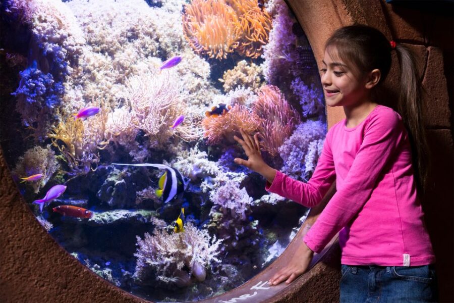 Manchester: SEA LIFE Entrance Ticket - Exploring the Ocean in Manchester: An Overview