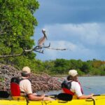 Mangrove Jungle exploration on SUP/Kayak - Exploring Mangroves in Biscayne Bay