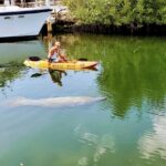 Mangroves and Manatees - Guided Kayak Eco Tour - Wildlife Sightings and Viewing Opportunities