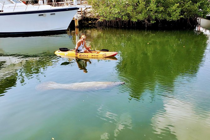Mangroves and Manatees - Guided Kayak Eco Tour - Wildlife Sightings and Viewing Opportunities