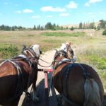 Manitoba: Horse-Drawn Wagon Ride in Spruce Woods Park - The Unique Landscape of Spirit Sands