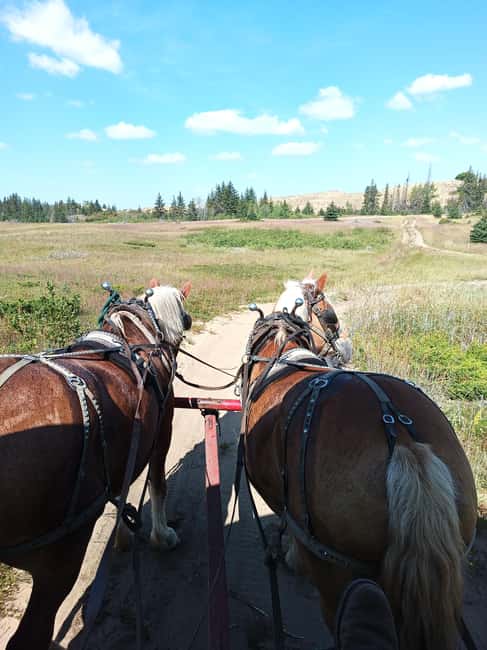 Manitoba: Horse-Drawn Wagon Ride in Spruce Woods Park - The Unique Landscape of Spirit Sands