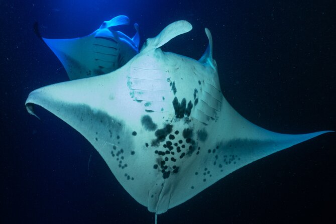 Manta Ray Night Snorkel Adventure in Kailua-Kona - How the Tour Operates and What to Expect