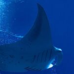 Manta Ray Night Snorkel at Kona, Big Island - In-Water Observation of Manta Rays in Keauhou Bay